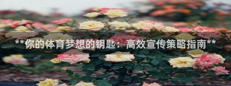 欧陆娱乐有限公司怎么样：**你的体育梦想的钥匙：高效