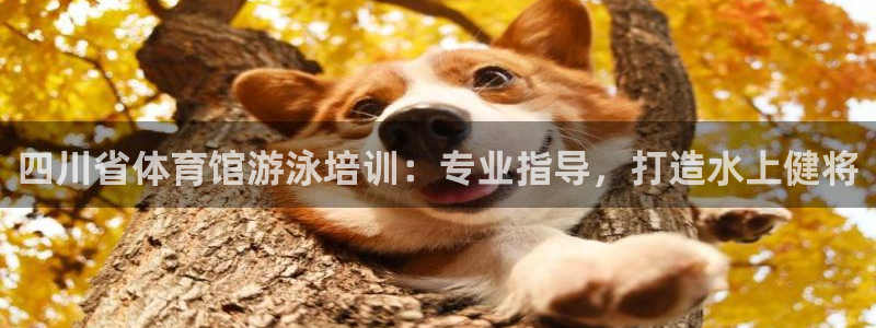 欧陆娱乐分分彩：四川省体育馆游泳培训：专业指导，打造